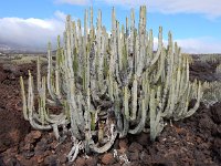 Euphorbia canariensis 16 Saxifraga-Ed Stikvoort