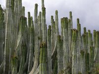 Euphorbia canariensis 19, Saxifraga-Hans Grotenhuis