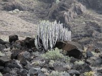 Euphorbia canariensis 2, Saxifraga-Dirk Hilbers