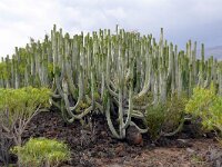 Euphorbia canariensis 20, Saxifraga-Hans Grotenhuis