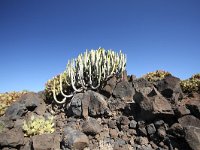 Euphorbia canariensis 3, Saxifraga-Dirk Hilbers