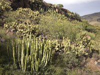 Opuntia en Euphorbia  Euphorbia  canariensis; near Adeje, Tenerife, Canary Islands, Spain : Canary Islands Canaries, Cardon, Euphorbia canariensis, Europe European, Opuntia, Prickly Pear, Spurge, Tenerife, color, colour, flora floral, horizontal, nature natural, rock rocks rocky, rural landscape, vegetation