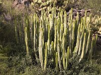 Euphorbia  Euphorbia canariensis; near Adeje, Tenerife, Canary Islands, Spain. : Canary Islands Canaries, Cardon, Euphorbia canariensis, Europe European, Spurge, Tenerife, color, colour, flora floral, horizontal, nature natural, rock rocks rocky, rural landscape, vegetation, Growth, Natural beauty