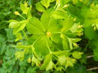 Euphorbia carniolica 6, Saxifraga-Rutger Barendse