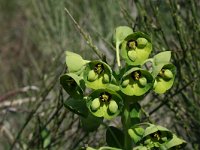 Euphorbia characias 13, Saxifraga-Jeroen Willemsen