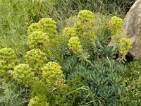 Euphorbia characias 21, Saxifraga-Jan van der Straaten