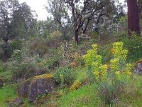 Euphorbia characias 38, Saxifraga-Ed Stikvoort