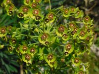 Euphorbia characias 42, Saxifraga-Ed Stikvoort