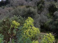 Euphorbia characias 43, Saxifraga-Ed Stikvoort