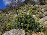 Euphorbia characias 45, Saxifraga-Ed Stikvoort