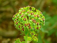 Euphorbia characias 48, Saxifraga-Hans Grotenhuis