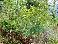 Euphorbia characias 49, Saxifraga-Hans Grotenhuis