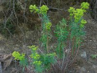 Euphorbia characias ssp wulfenii 32, Saxifraga-Ed Stikvoort