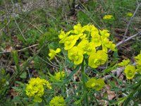 Euphorbia cyparissias 10, Cipreswolfsmelk, Saxifraga-Jasenka Topic