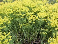 Euphorbia cyparissias 17, Cipreswolfsmelk, Saxifraga-Peter Meininger