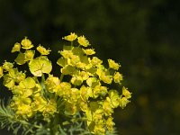 Euphorbia cyparissias 19, Cipreswolfsmelk, Saxifraga-Jan van der Straaten