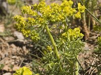 Euphorbia cyparissias 2, Cipreswolfsmelk, Saxifraga-Marijke Verhagen