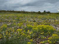 Euphorbia cyparissias 24, Cipreswolfsmelk, Saxifraga-Willem van Kruijsbergen