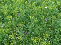 Euphorbia cyparissias 25, Cipreswolfsmelk, Saxifraga-Mark Zekhuis