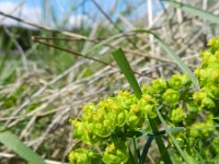 Euphorbia cyparissias 31, Cipreswolfsmelk, Saxifraga-Rutger Barendse