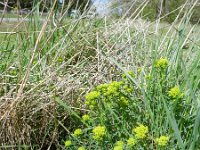 Euphorbia cyparissias 32, Cipreswolfsmelk, Saxifraga-Rutger Barendse