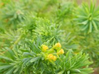 Euphorbia cyparissias 35, Cipreswolfsmelk, Saxifraga-Rutger Barendse