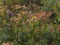 Euphorbia cyparissias 38, Cipreswolfsmelk, Saxifraga-Jan van der Straaten