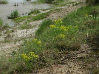 Euphorbia cyparissias 41, Cipreswolfsmelk, Saxifraga-Dirk Hilbers