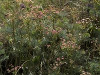 Euphorbia cyparissias 43, Cipreswolfsmelk, Saxifraga-Willem van Kruijsbergen