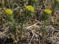 Euphorbia cyparissias 44, Cipreswolfsmelk, Saxifraga-Willem van Kruijsbergen