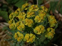 Euphorbia cyparissias 5, Cipreswolfsmelk, Saxifraga-Willem van Kruijsbergen