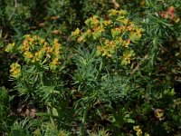 Euphorbia cyparissias 6, Cipreswolfsmelk, Saxifraga-Willem van Kruijsbergen