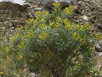 Euphorbia dendroides 16, Saxifraga-Willem van Kruijsbergen