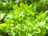 Euphorbia epithymoides 5, Kleurige wolfsmelk, Saxifraga-Rutger Barendse