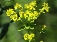 Euphorbia esula 10, Heksenmelk, Saxifraga-Bart Vastenhouw