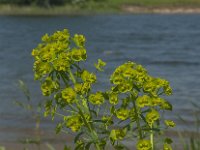 Euphorbia esula 18, Heksenmelk, Saxifraga-Jan van der Straaten