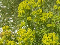 Euphorbia esula 32, Heksenmelk, Saxifraga-Jan van der Straaten