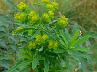 Euphorbia esula 34, Heksenmelk, Saxifraga-Ed Stikvoort