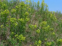 Euphorbia esula 36, Heksenmelk, Saxifraga-Ed Stikvoort