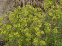 Euphorbia esula 60, Heksenmelk, Saxifraga-Willem van Kruijsbergen