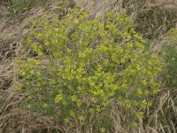 Euphorbia esula 61, Heksenmelk, Saxifraga-Willem van Kruijsbergen