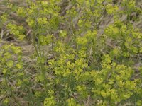 Euphorbia esula 62, Heksenmelk, Saxifraga-Willem van Kruijsbergen