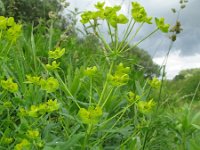 Euphorbia esula ssp esula 3, Heksenmelk, Saxifraga-Rutger Barendse