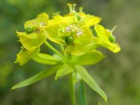 Euphorbia esula ssp tommasiniana 48, Roedewolfsmelk, Saxifraga-Rutger Barendse