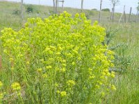 Euphorbia esula ssp tommasiniana 59, Roedewolfsmelk, Saxifraga-Rutger Barendse