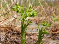 Euphorbia exigua 16, Kleine wolfsmelk, Saxifraga-Ed Stikvoort