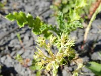 Euphorbia exigua 7, Kleine wolfsmelk, Saxifraga-Rutger Barendse