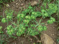 Euphorbia falcata 4, Saxifraga-Jan Willem Jongepier