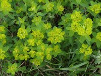 Euphorbia flavicoma 2, Saxifraga-Jan van der Straaten