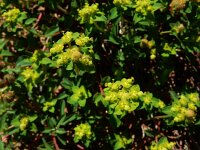 Euphorbia flavicoma ssp occidentalis 10, Saxifraga-Ed Stikvoort : Posada de Valdeón - Espinama s9900